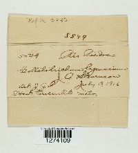 Colletotrichum lagenarium image