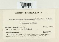 Colletotrichum lagenarium image