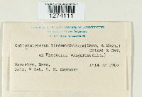 Colletotrichum lindemuthianum image