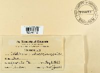 Colletotrichum lindemuthianum image