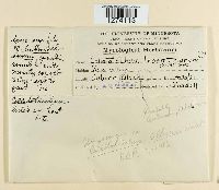 Colletotrichum lindemuthianum image