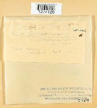 Colletotrichum linicola image