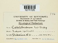 Colletotrichum linicola image