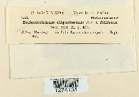 Colletotrichum orbiculare image