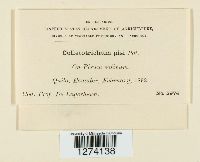 Colletotrichum pisi image