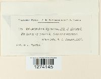 Colletotrichum dematium image