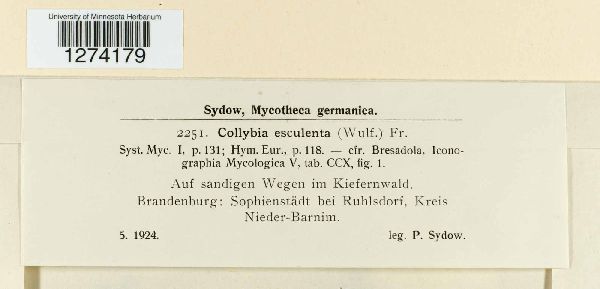 Strobilurus esculentus image