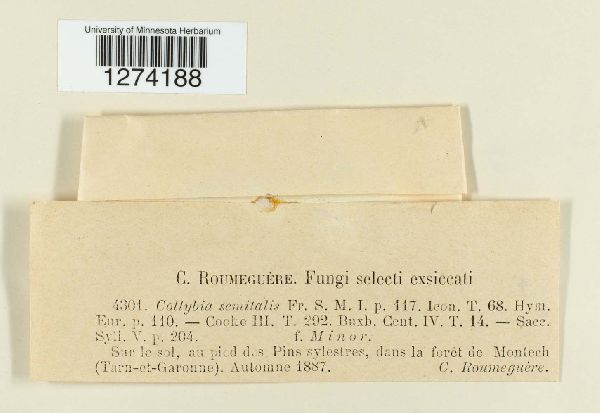 Lyophyllum semitale image