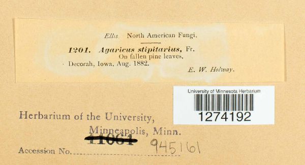 Crinipellis scabella image