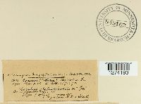 Crinipellis scabella image