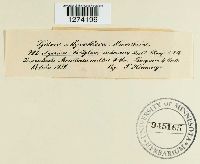 Collybia tuberosa image