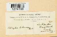 Collybia tuberosa image