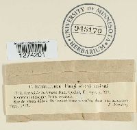 Collybia tuberosa image