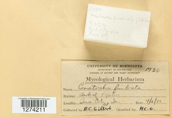 Comatricha fimbriata image