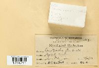 Media resource of Comatricha fimbriata