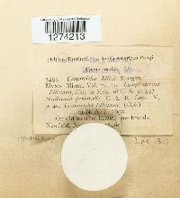 Media resource of Comatricha laxa