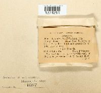 Comatricha laxa image