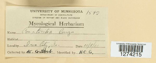 Comatricha longa image