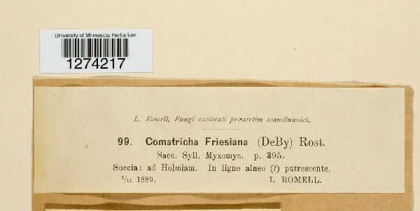 Comatricha friesiana image