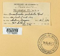 Comatricha pulchella image