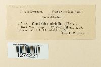 Comatricha friesiana image