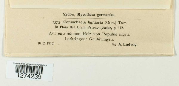 Coniochaeta ligniaria image