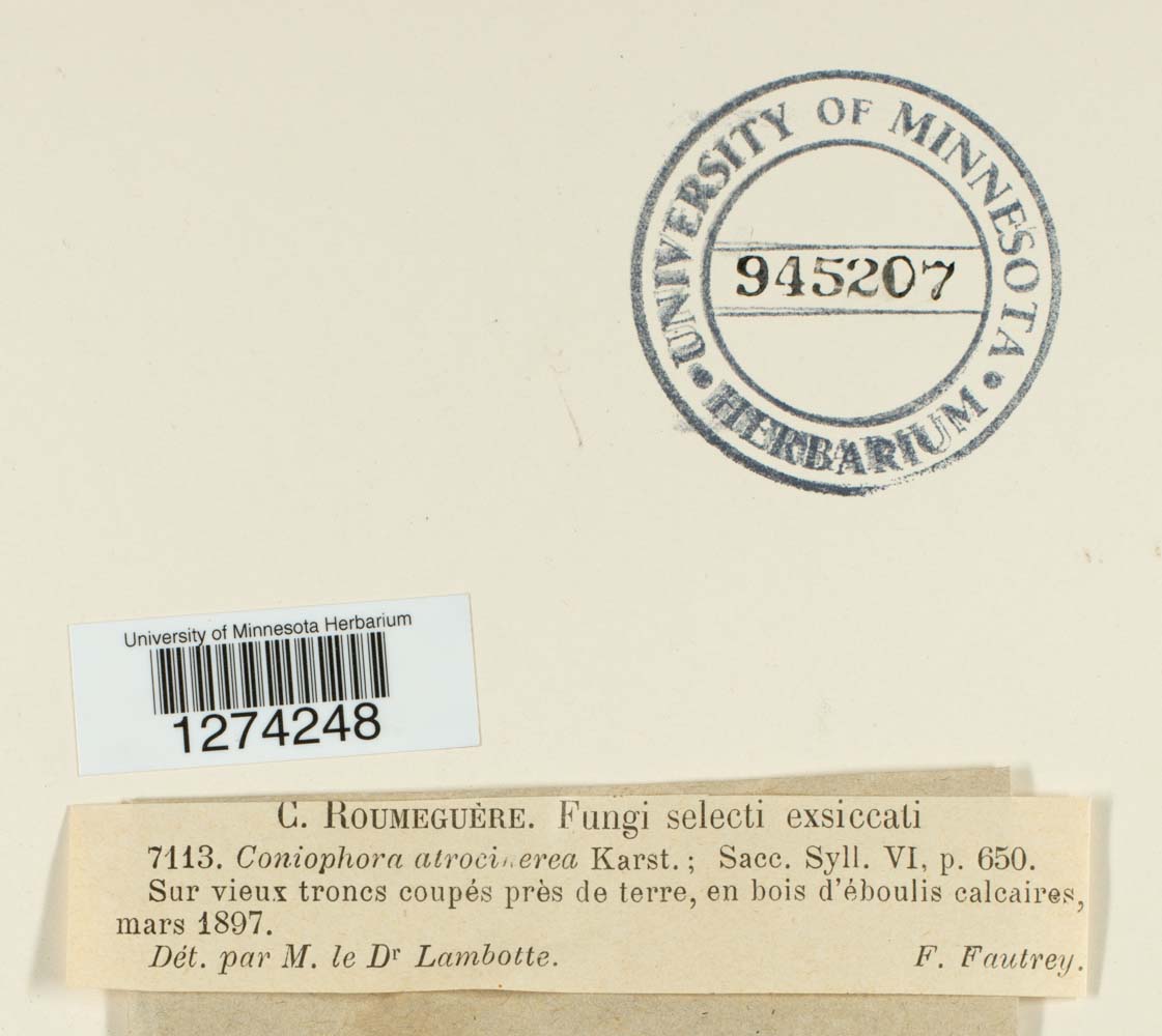 Coniophoraceae image