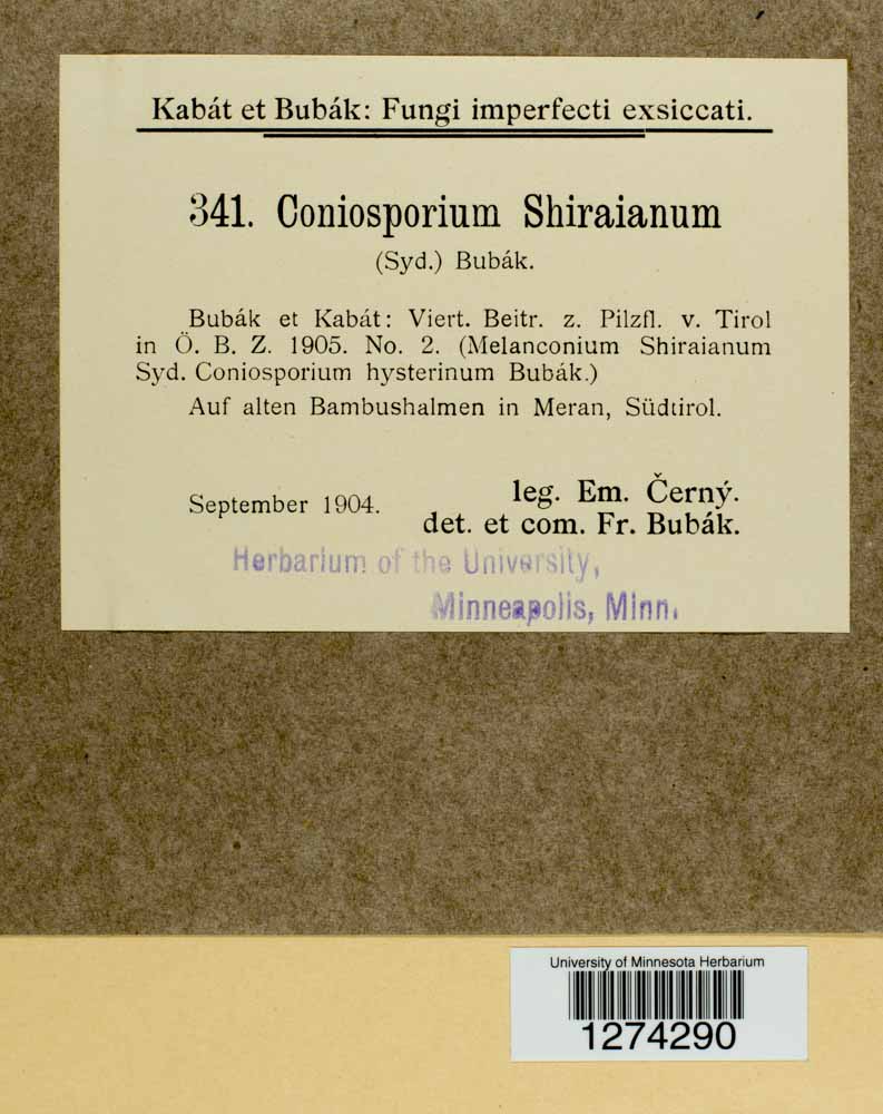 Coniosporium shiraianum image