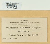 Coniothyrium concentricum image