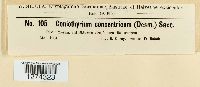 Coniothyrium concentricum image