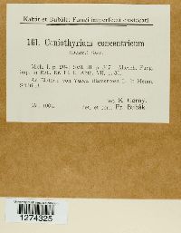 Coniothyrium concentricum image