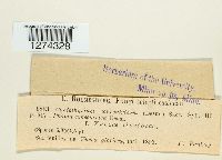 Coniothyrium concentricum image