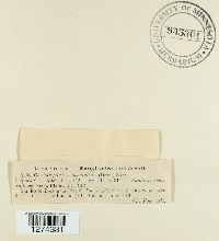 Coniothyrium concentricum image