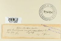 Coniothyrium concentricum image