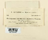 Leptosphaeria coniothyrium image