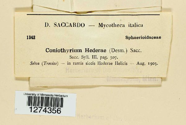 Cytoplea hederae image