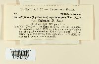 Media resource of Chaetosphaeria myriocarpa