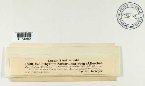 Coniothyrium saccardianum image