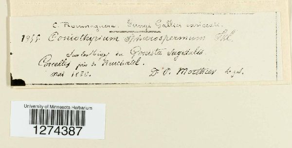 Coniothyrium sphaerospermum image