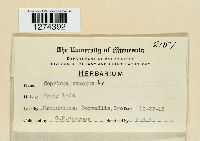 Coprinus comatus image