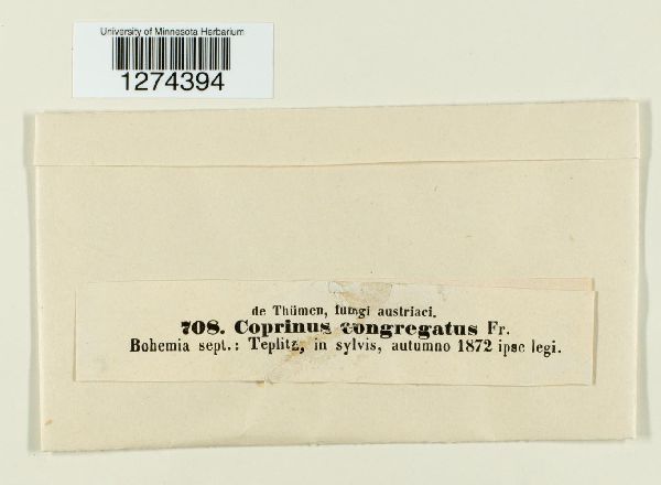 Coprinellus congregatus image