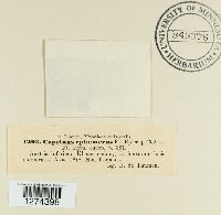 Image Associated With the Occurrence