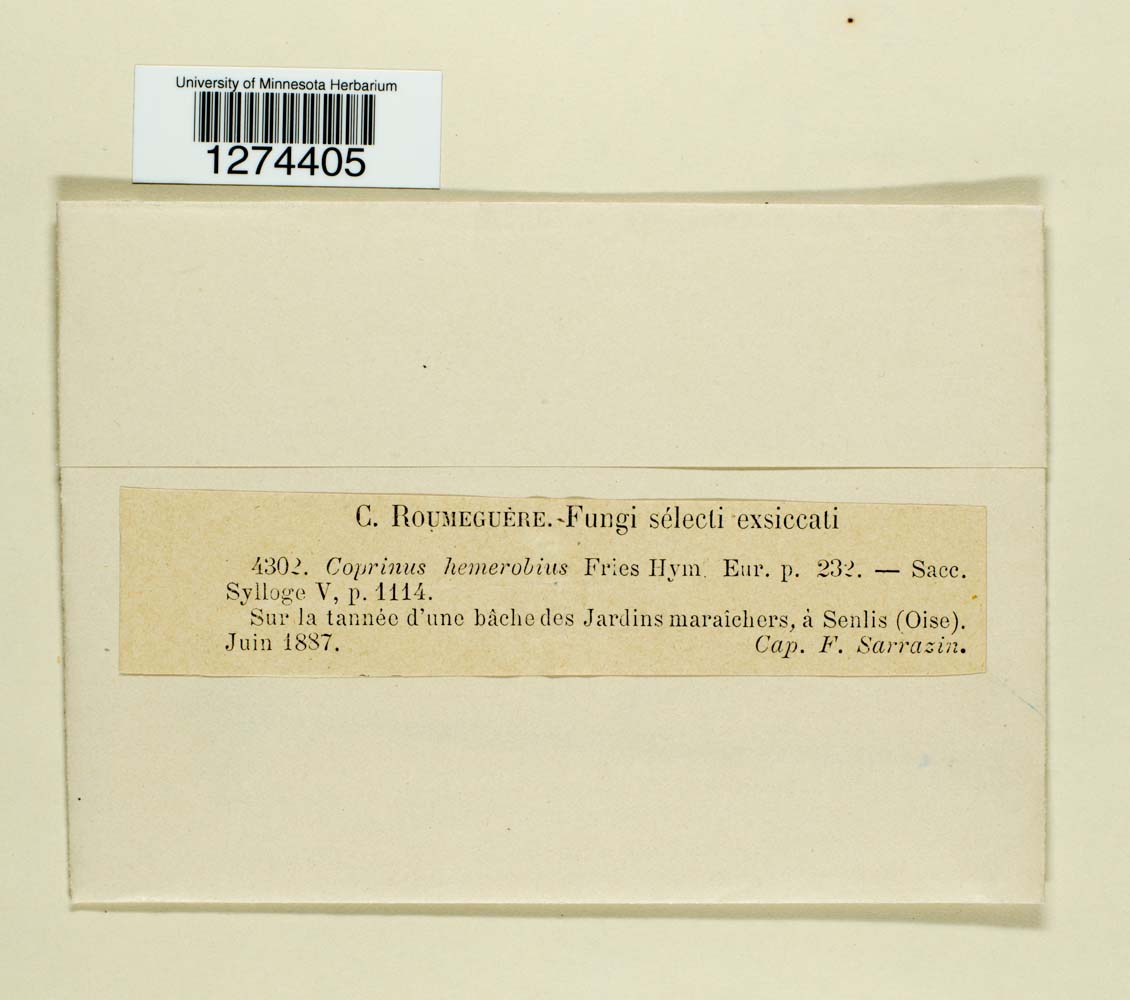 Parasola hemerobia image