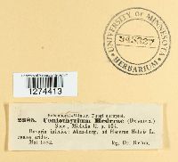 Cytoplea hederae image