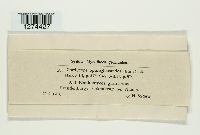 Elaphocordyceps ophioglossoides image