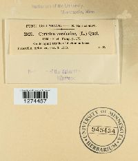 Trametes versicolor image