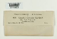 Trametes versicolor image