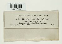 Trametes versicolor image