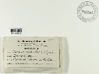 Trametes versicolor image