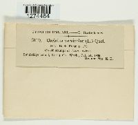 Trametes versicolor image